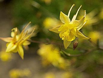 《玛莉的炼金工房：重制版》官方贺图 经典与现代元素结合